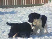 Превью фото № 221608