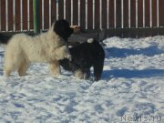 Превью фото № 221618