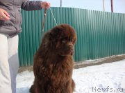 Превью фото № 221645