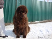 Превью фото № 221646