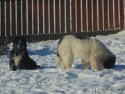 Превью фото № 221652