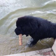 Превью фото № 221678