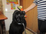 Превью фото № 221681