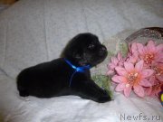 Превью фото № 221699