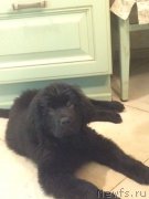 Превью фото № 221730