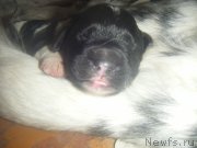 Превью фото № 221766