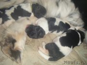 Превью фото № 221768