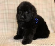 Превью фото № 221771