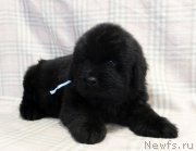 Превью фото № 221775