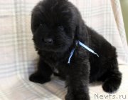 Превью фото № 221776