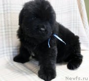 Превью фото № 221777