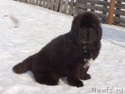 Превью фото № 221780