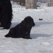 Превью фото № 221782