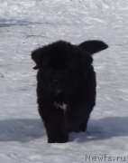 Превью фото № 221783