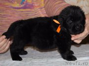 Превью фото № 221796