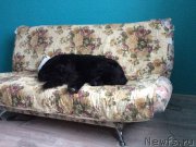 Превью фото № 221799