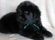 Превью фото № 221838