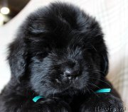 Превью фото № 221839