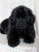 Превью фото № 221840