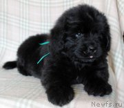 Превью фото № 221841