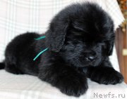 Превью фото № 221842