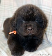 Превью фото № 221843