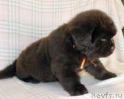 Превью фото № 221846