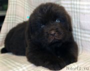 Превью фото № 221852