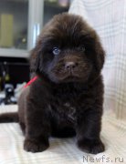 Превью фото № 221853