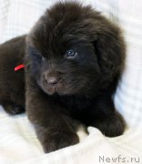 Превью фото № 221856