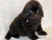 Превью фото № 221859