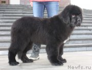 Превью фото № 221871