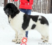 Превью фото № 221890