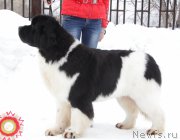 Превью фото № 221891