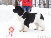 Превью фото № 221892