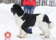 Превью фото № 221895