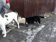 Превью фото № 221898