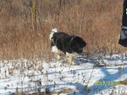 Превью фото № 221912