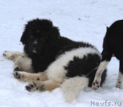 Превью фото № 221915