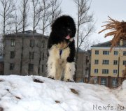 Превью фото № 221918