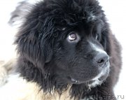 Превью фото № 221919