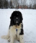 Превью фото № 221920