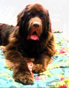 Превью фото № 221953