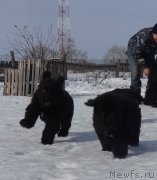 Превью фото № 221990