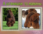 Превью фото № 222066