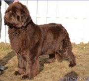 Превью фото № 222067