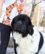 Превью фото № 222104