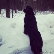 Превью фото № 222105