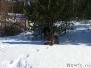 Превью фото № 222155