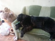 Превью фото № 222157